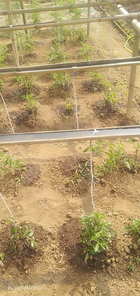 Tomato being irrigation with bamboo drip irrigation system