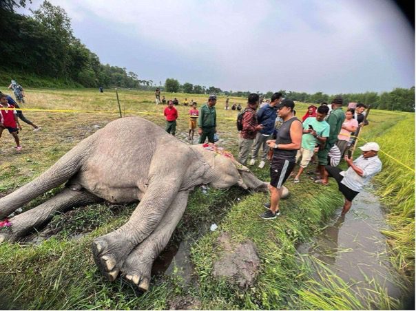 Struggles and Hopes in Human-Elephant Coexistence in the Eastern Himalayas