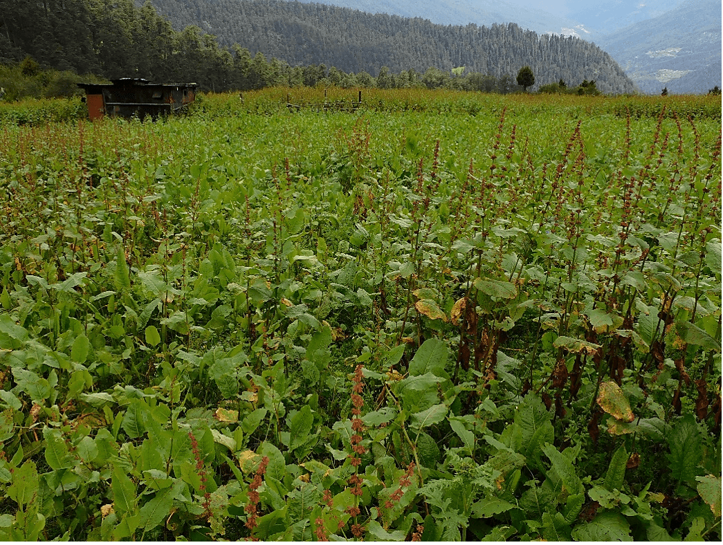 Imbalances in plant communities in high altitude grazing lands in Bhutan: an experience and a call for action