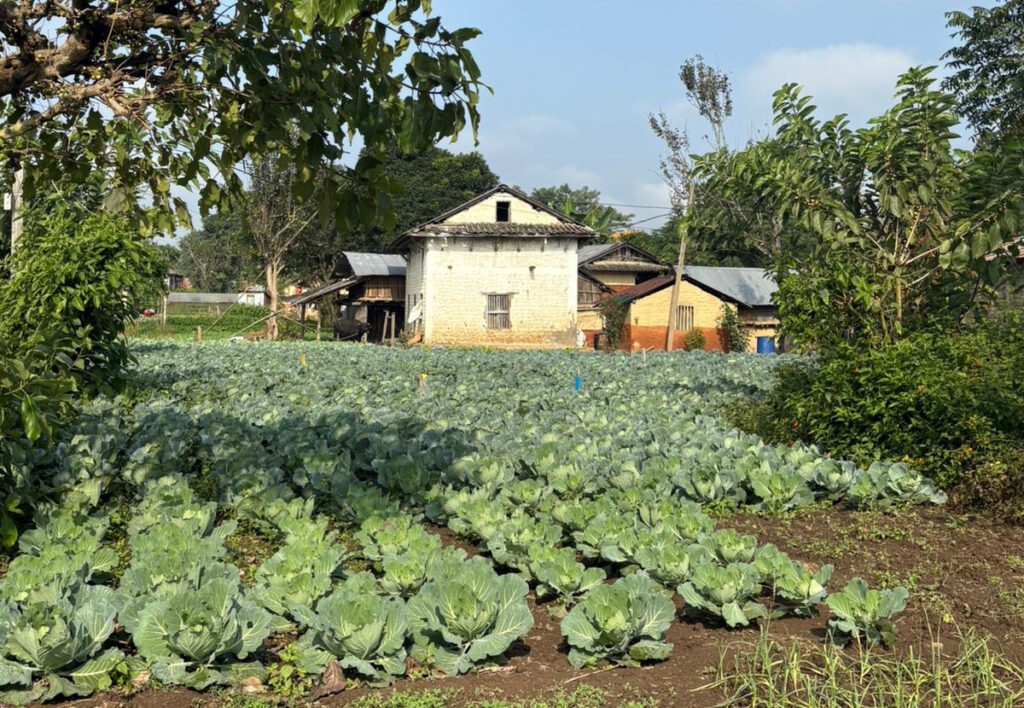 A tale of two brothers revolutionising farming in Karnali: building sustainability, climate resilience and pride